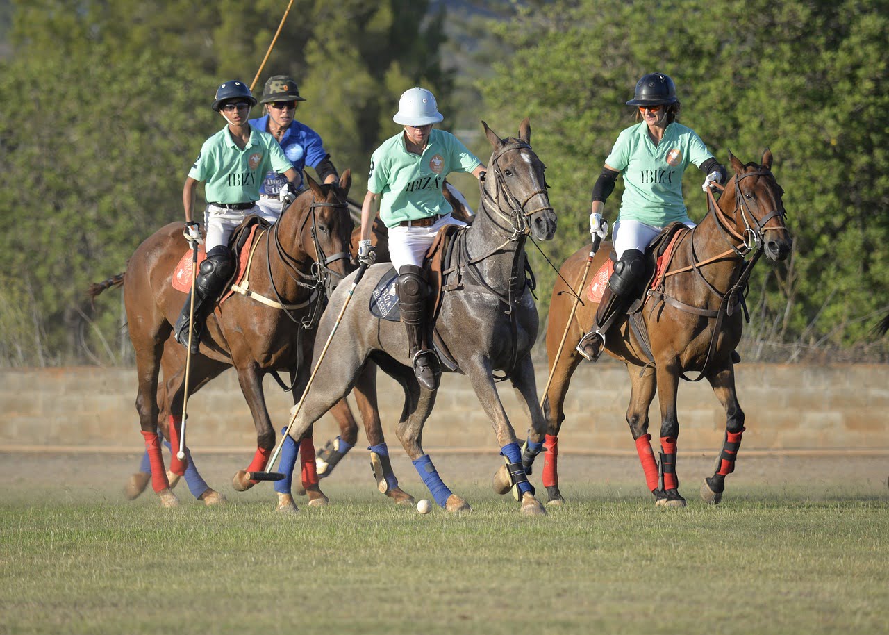 horse, horses, polo-3011877.jpg